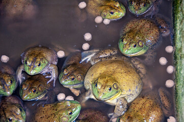 Top view of a group of babies giant African bullfrogs. Wild animal concept