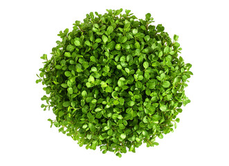 Fototapeta premium Heap of green rucola