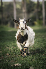 Obraz premium American Pygmy Goat (Capra aegagrus hircus) in a farm in Goias, Brazil