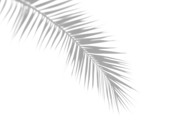 Fototapeta premium shadow overlay effects of realistic palm tree leaf shadow with light blur on transparent background,summer sunlight and shadow overlay effect,natural shadow of tropical plants