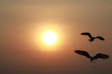 Blurred abstract background of seagulls flying. Sunset and Silhouette of Seagulls in Flight. Seagulls fly past setting sun at Bang Pu Recreation Center. Flying birds with twilight light in evening, 
