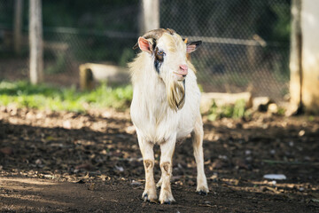 American Pygmy Goat (Capra aegagrus hircus) in a farm in Goias, Brazil