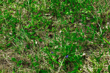 Wild plants and grass in early spring meadow. Natural mix of soil, leaves, and herbs