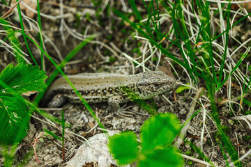 Wild sand lizard resting among grass and soil in early spring. Macro view of natural camouflage