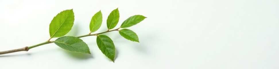 Fototapeta premium A single branch against a pure white surface with delicate leaf veins, branches, nature