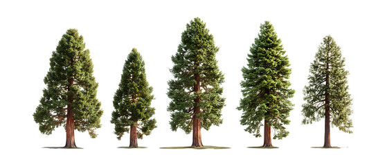 Pack of Majestic Evergreen Trees HighResolution Images for Design set against transparent background