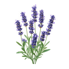 Naklejka premium A Blooming Lavender Plant with Delicate Purple Flowers Isolated on Transparent Background