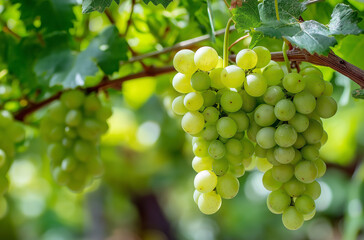 White Grapes on Vine with Sunlight &ndash; High-Resolution Close-Up Photo
