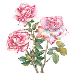 Watercolor illustration of a pink rose flowers. Hand-painted botanical clip art. Perfect for wedding invitations, branding, cards, scrapbooking, and other creative design projects.