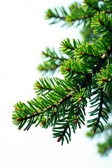 Branch of a coniferous tree isolated on white, coniferous, foliage, landscape