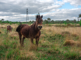 Wild ponies and horses grazing in New Forest National Park, England