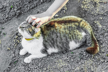 Baby hand petting a domestic cat lying on soil. The cat responds calmly to gentle touch