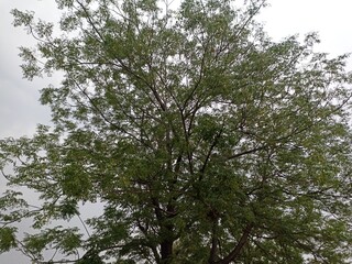  A neem tree with a dense canopy
