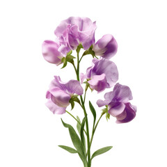 Obraz premium Delicate Lavender Sweet Pea Blossoms on Green Transparent background