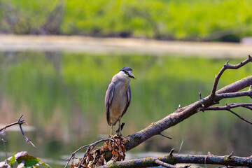 The black-crowned night heron ( Nycticorax nycticorax ) on the hunt