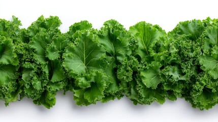 Fototapeta premium Close-up shot of lush, vibrant green kale leaves showcasing their crisp texture, ideal for use in culinary designs or health-centric promotions