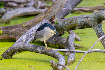 The black-crowned night heron ( Nycticorax nycticorax ) on the hunt