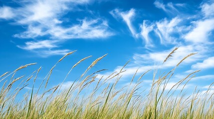 Obraz premium Tall grass sways gently in a summer breeze against a vibrant blue sky dotted with fluffy white clouds, creating a serene and peaceful natural scene. : Generative AI