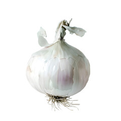 Fresh white onion isolated on white background food photography minimalist style culinary art close-up view natural ingredient