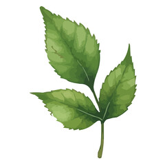 green leaves watercolor