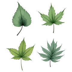 set of leaves watercolor