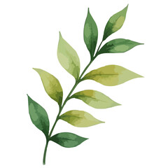 Obraz premium green leaves watercolor