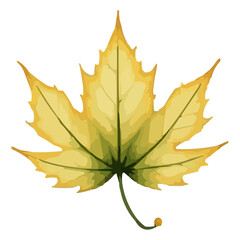 maple leaves watercolor