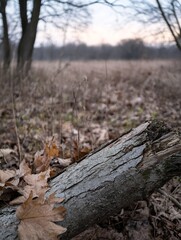 Fototapeta premium Close-up view of a weathered gray tree trunk lying on the ground, surrounded by fallen brown autumn leaves in a tranquil forest setting. : Generative AI