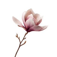 Fototapeta premium Delicate Pink Magnolia Blossom on Green Transparent background