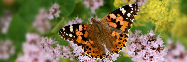 Distelfalter (Vanessa cardui) Schmetterling auf rosa Blüte, Panorama  © Aggi Schmid