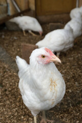 Portrait of white chicken hen in chicken coop looking at camera close-up. Livestock and farming.