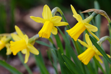 Gelbe Narzisse (Narcissus pseudonarcissus) Frühlingsblume mit gelben Blüten