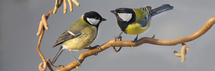 Kohlmeise (Parus major) zwei Meisen sitzen auf Ast, Panorama 