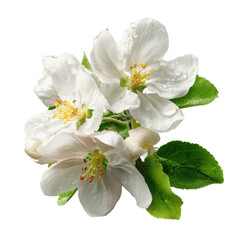 Delicate Apple Blossoms with Dew Drops
