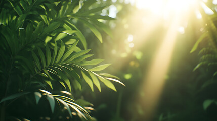 Peaceful tropical forest with sunlight streaming through the lush green foliage
