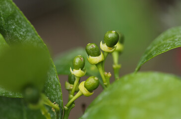 Close up of a tangerines