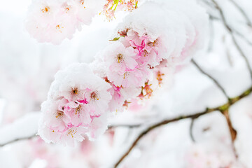 Authentische, schneebedeckte Kirschblüte im Frühling