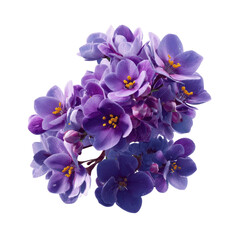Vibrant Purple African Violet Flower Cluster on White Transparent background