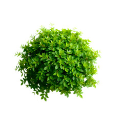 Obraz premium bunch of parsley isolated on transparent background