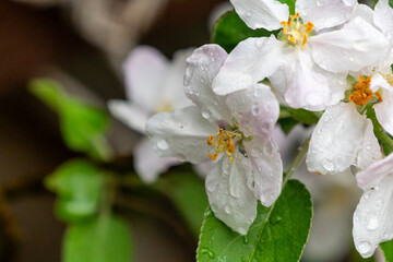 Blühende Blüten eines Apfelbaums