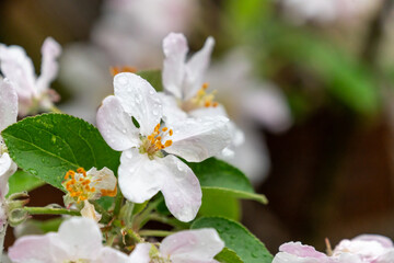 Blühende Blüten eines Apfelbaums