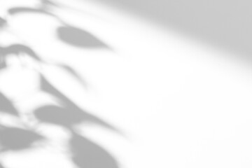 shadow overlay effects of realistic window and tree branch shadow with light blur on transparent background,Summer sunlight and shadow overlay effect,shadow for photo interior backdrop studio mockup