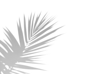 shadow overlay effects of realistic palm tree leaf shadow with light blur on transparent background,summer sunlight and shadow overlay effect,natural shadow of tropical plants
