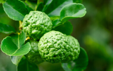 Bergamot, Fresh green bergamot fruit hanging from branch. bergamot tree garden and healthy food concept, group of bergamot,Bergamot medicinal plants with many