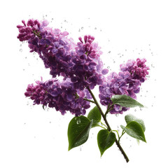 Vibrant Lilac Blossoms in Sparkling Water
