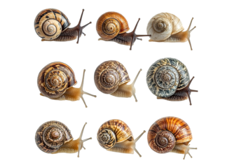 Set of snails