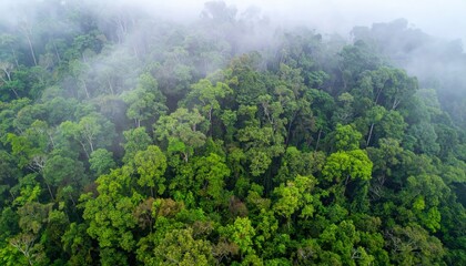 Obraz premium Emerald Canopy: A breathtaking aerial view of a vibrant, misty forest. The dense, lush greenery of the treetops creates an immersive experience of nature's beauty.