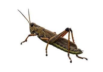 Fototapeta premium A Grasshoppers Dark Stage Ornate armor shines in the void