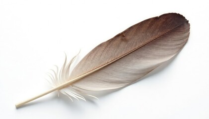 Single bird feather, soft texture, white background, feather, clean