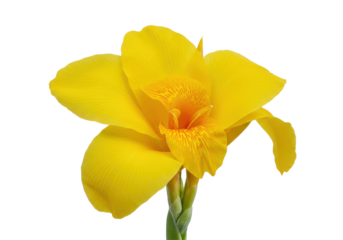 A radiant yellow canna lily blooms against a stark black backdrop showcasing natures brilliance